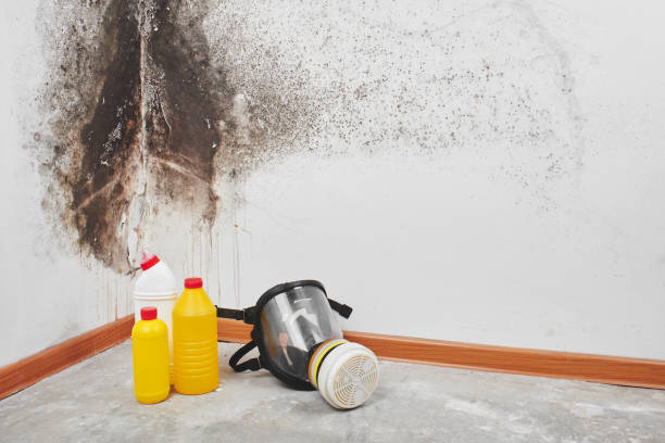 Mold Removal Process in Paramount Long Meadow, MD