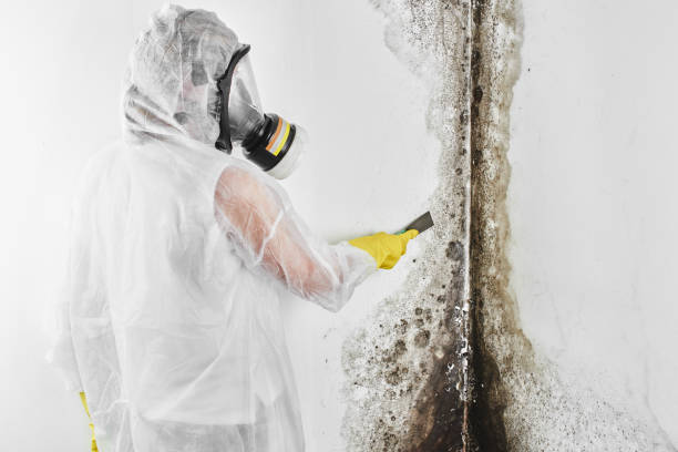 Best Certified Mold Removal  in Paramount Long Meadow, MD