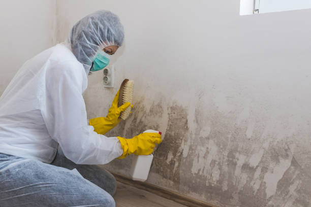 Best Home Mold Removal  in Paramount Long Meadow, MD