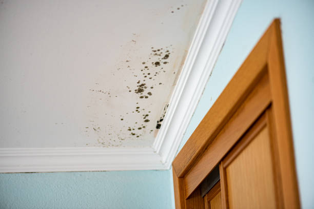 Best Office Mold Removal Services  in Paramount Long Meadow, MD