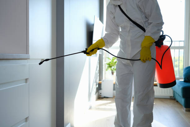 Best Best Mold Removal Companies  in Paramount Long Meadow, MD