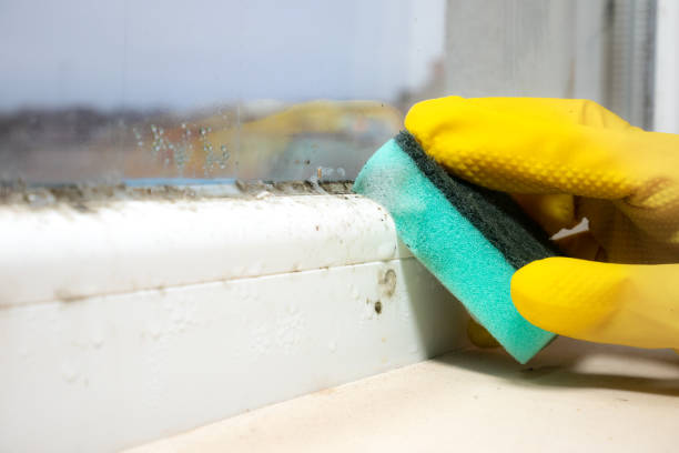 Best Fast Mold Removal  in Paramount Long Meadow, MD