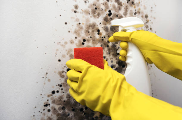 Best Home Mold Removal  in Paramount Long Meadow, MD
