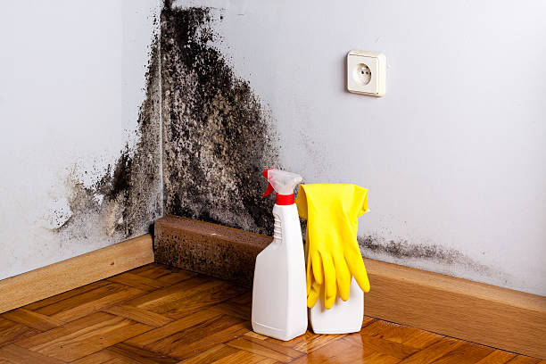 Office Mold Removal Services in Paramount Long Meadow, MD