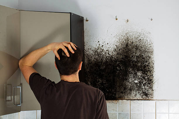 Best Professional Mold Removal  in Paramount Long Meadow, MD